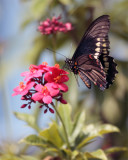 Black Butterfly Hovering over red flower vertical.jpg