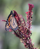 Monarch in Butterfly Garden on Purple Flower 2.jpg