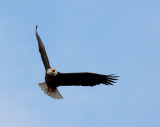 Bald Eagle Flying Left Wing Out.jpg