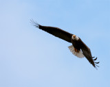 Eagle Flying into Camera.jpg