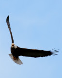 Bald Eagle Banking.jpg