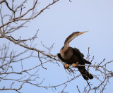 Circle Bar B Anhinga in a tree.jpg