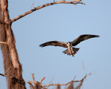 Osprey Bringing Home the Fish.jpg