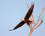 Bald Eagle on Dead Tree Taking Off.jpg