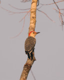 Red Bellied Woodpecker .jpg