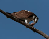Osprey Eating on Branch 3.jpg