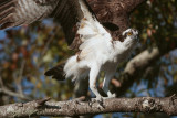 Osprey on a branch wings up.jpg