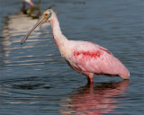 Circle B Roseate Spoonbill water drop.jpg