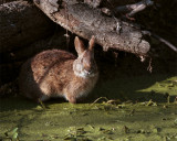 Circle B Marsh Rabbit.jpg