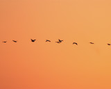 Circle B Pelican Flight at Sunrise.jpg