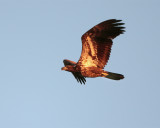Juvie Bald Eagle Flying at Dawn 2.jpg