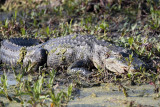 Circle B Gator.jpg
