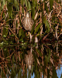 American Bittern in the Reeds Reflection.jpg
