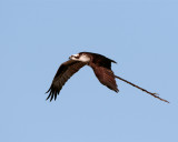 Osprey flying with nesting material.jpg