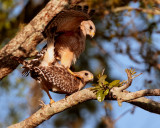 Red Shoulder Hawks Mating 3.jpg