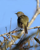 Vireo 2.jpg