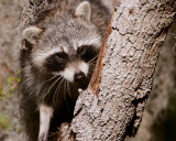 Circle B Racoon in a tree.jpg