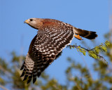 Circle B Red Shoulder Hawk in Flight with Nesting Material 2.jpg