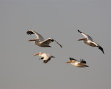 Circle B Pelicans Flying over the marsh.jpg