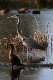 Circle B GBH with cormorant vertical.jpg