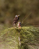 Circle B Meadowlark on Eagle Roost Way 2.jpg