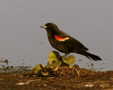 Circle B Redwing Blackbird on Wading Bird Way 2.jpg