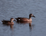 Circle B Blue Wing Teal.jpg