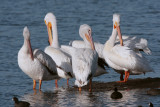 Circle B Preening Pelicans.jpg