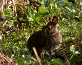 Marsh Rabbit on Alligator Alley.jpg