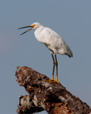 Circle B Egret on dead tree.jpg