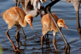 Sandhill Chicks with mom and dad.jpg