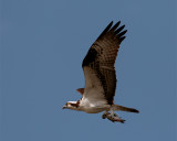 Osprey with catch at Wading Bird Way.jpg