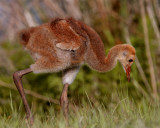 Sandhill Crane Chick Feeding.jpg