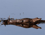 Gator Reflection.jpg