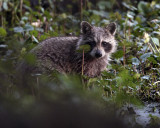 Racoon in the clover.jpg