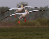 Two Pelicans Landing.jpg