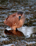 Night Heron at Viera Eyes Front.jpg