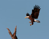 Eagle Coming in for a Landing Behind Discovery Center.jpg