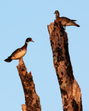 Wood Ducks on Dead Trees.jpg