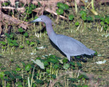 Little Blue Heron on Alligator Alley.jpg
