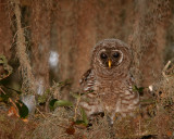 Juvenile Barred Owl on a Branch.jpg