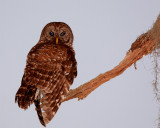 Barred Owl at the End of the Branch.jpg