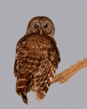Barred Owl at the End of the Branch Vertical.jpg