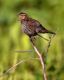 Female Red Wing Blackbird.jpg