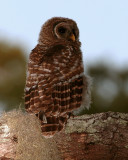 Juvenile Barred Owl on a Tree Limb.jpg