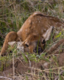 Newborn Elk.jpg