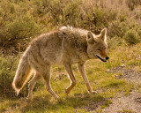 Coyote Prowling.jpg