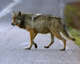 Wolf Crossing at Nymph Lake.jpg