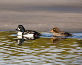 Ducks Next to the Ice at Bridge Bay.jpg