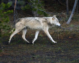 Wolf at Canyon Junction.jpg